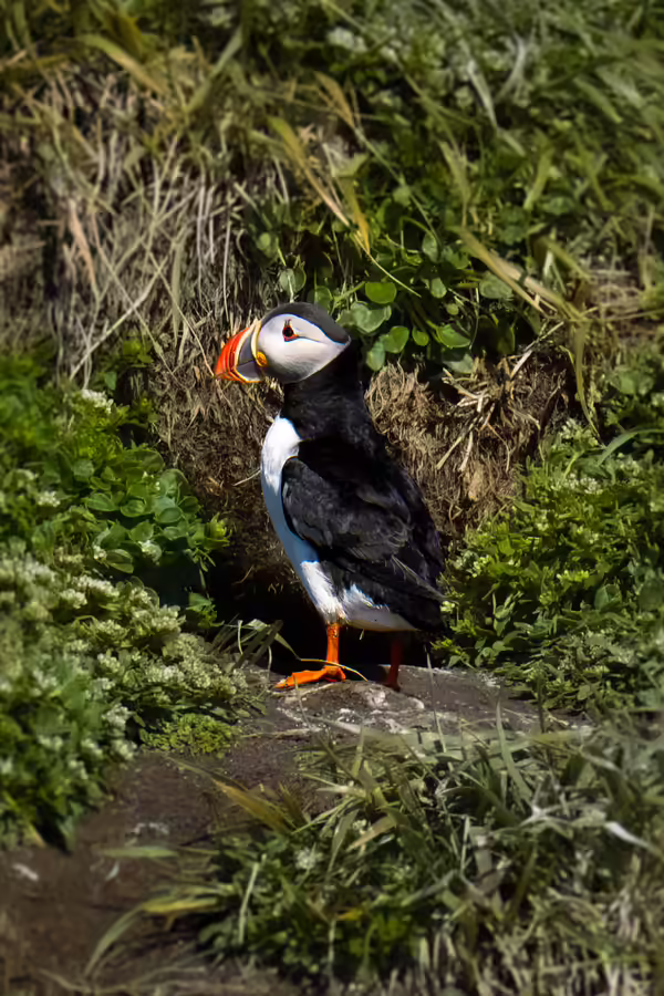 Atlantic Puffin Island