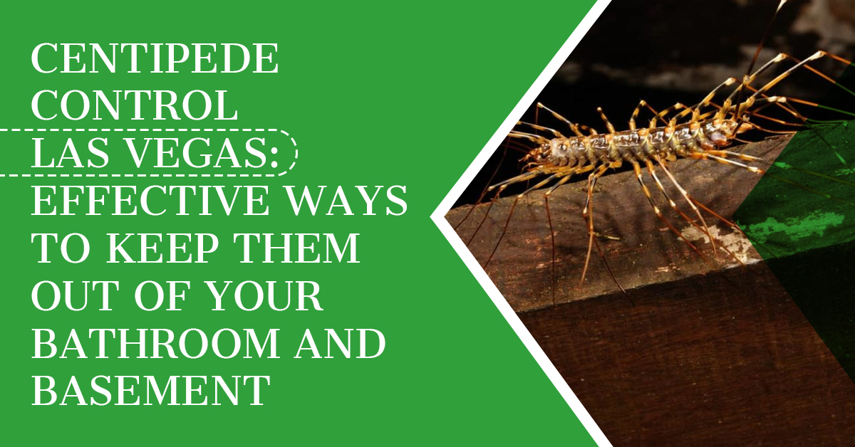 Centipede Control Las Vegas: Effective Ways to Keep Them Out of Your Bathroom and Basement