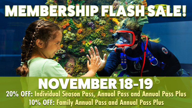 The pool at the Moody Gardens Hotel filled with hotel guests enjoying a sunny day out and the text Spring Sale 25% Off Best Available Rate