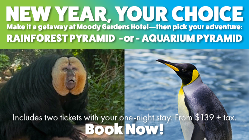 The pool at the Moody Gardens Hotel filled with hotel guests enjoying a sunny day out and the text Spring Sale 25% Off Best Available Rate