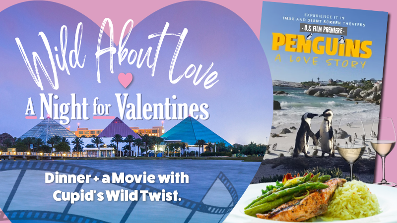 The pool at the Moody Gardens Hotel filled with hotel guests enjoying a sunny day out and the text Spring Sale 25% Off Best Available Rate