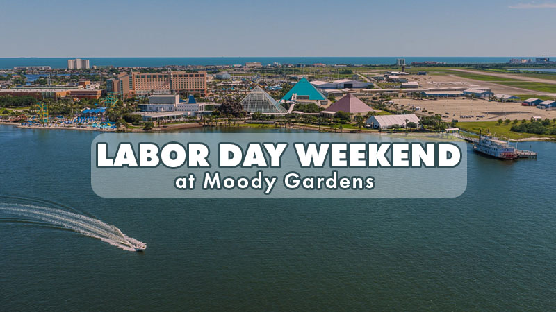 The pool at the Moody Gardens Hotel filled with hotel guests enjoying a sunny day out and the text Spring Sale 25% Off Best Available Rate