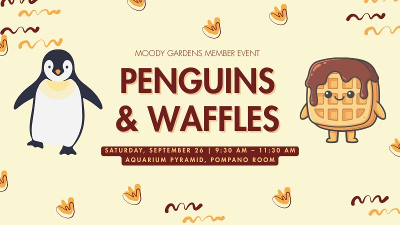 Penguins and Waffles! Member Event