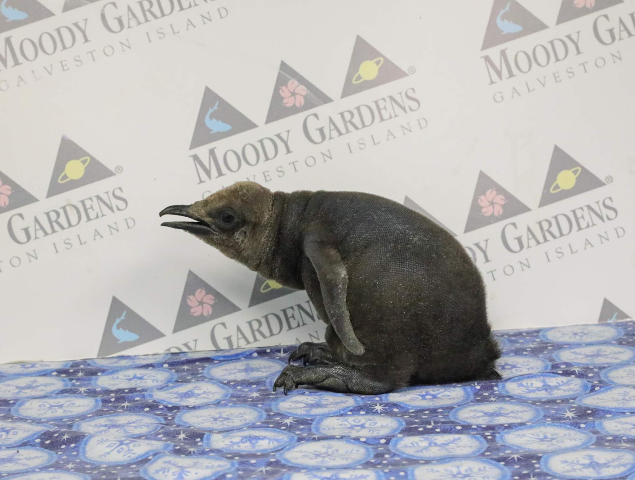 Moody Gardens logo on a cyan to blue gradient, Galveston, Texas