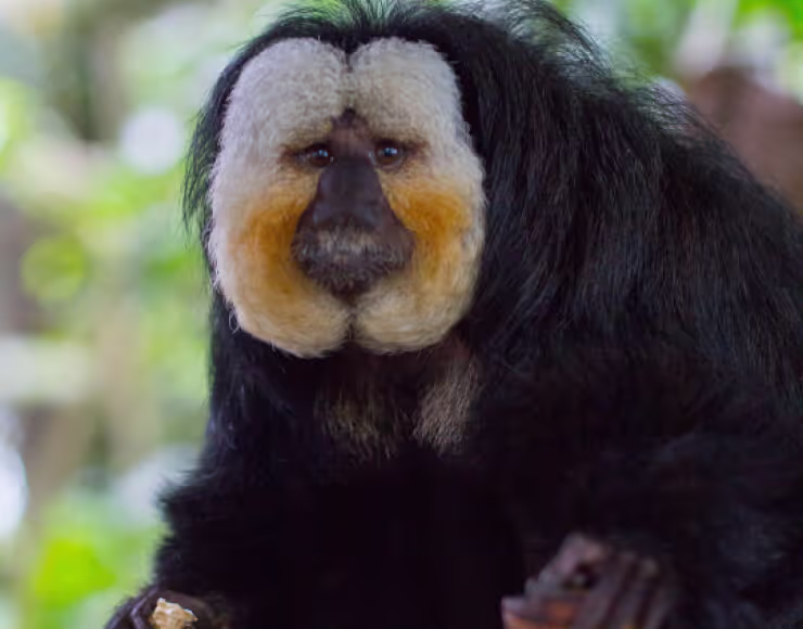 A saki monkey in the Rainforest Pyramid looks directly at the camera