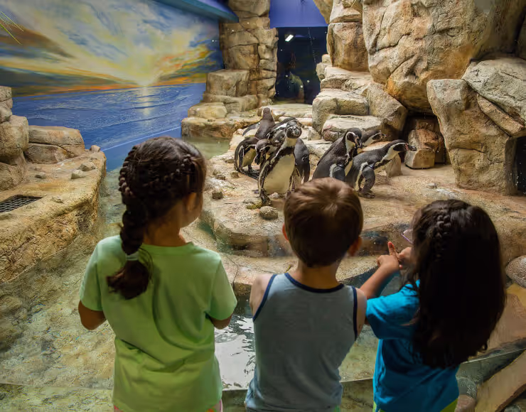 Three children stand in front of the Humboldt penguin exhibit in the Aquarium Pyramid