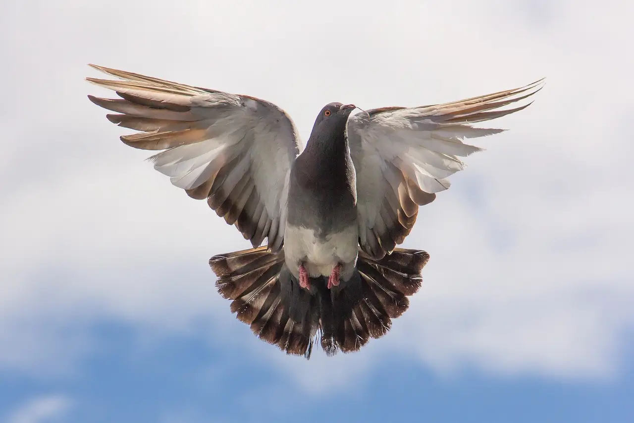 a bird flying through the air with its wings spread