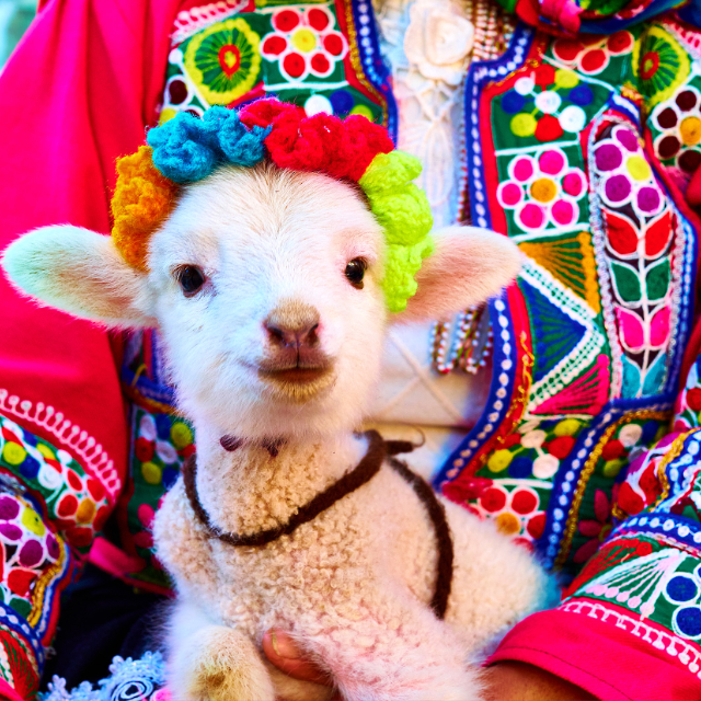 Motani - 1000 barev Peru