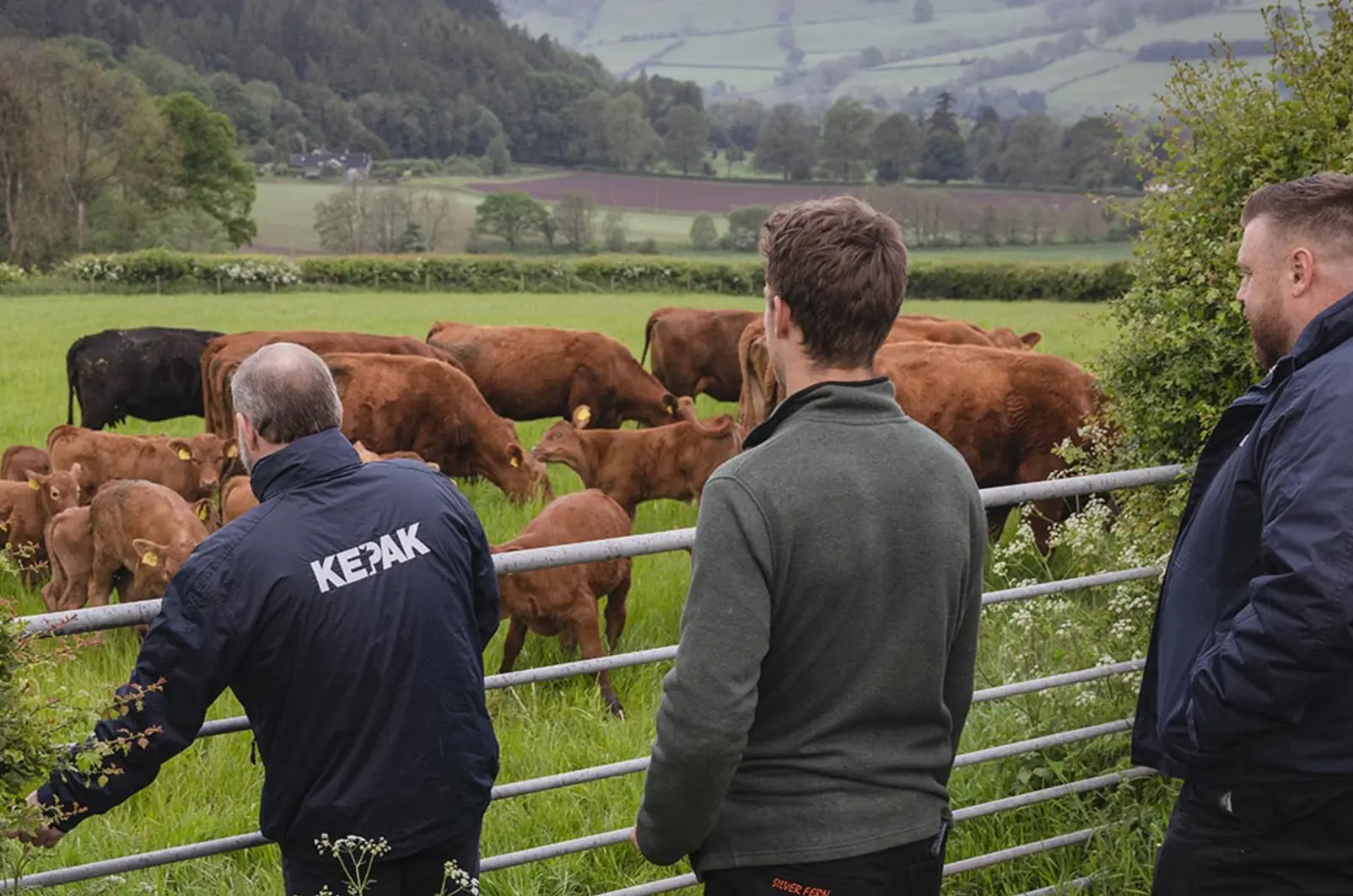 Three men watch a herd of brown cows grazing in a green field with hills in the background.