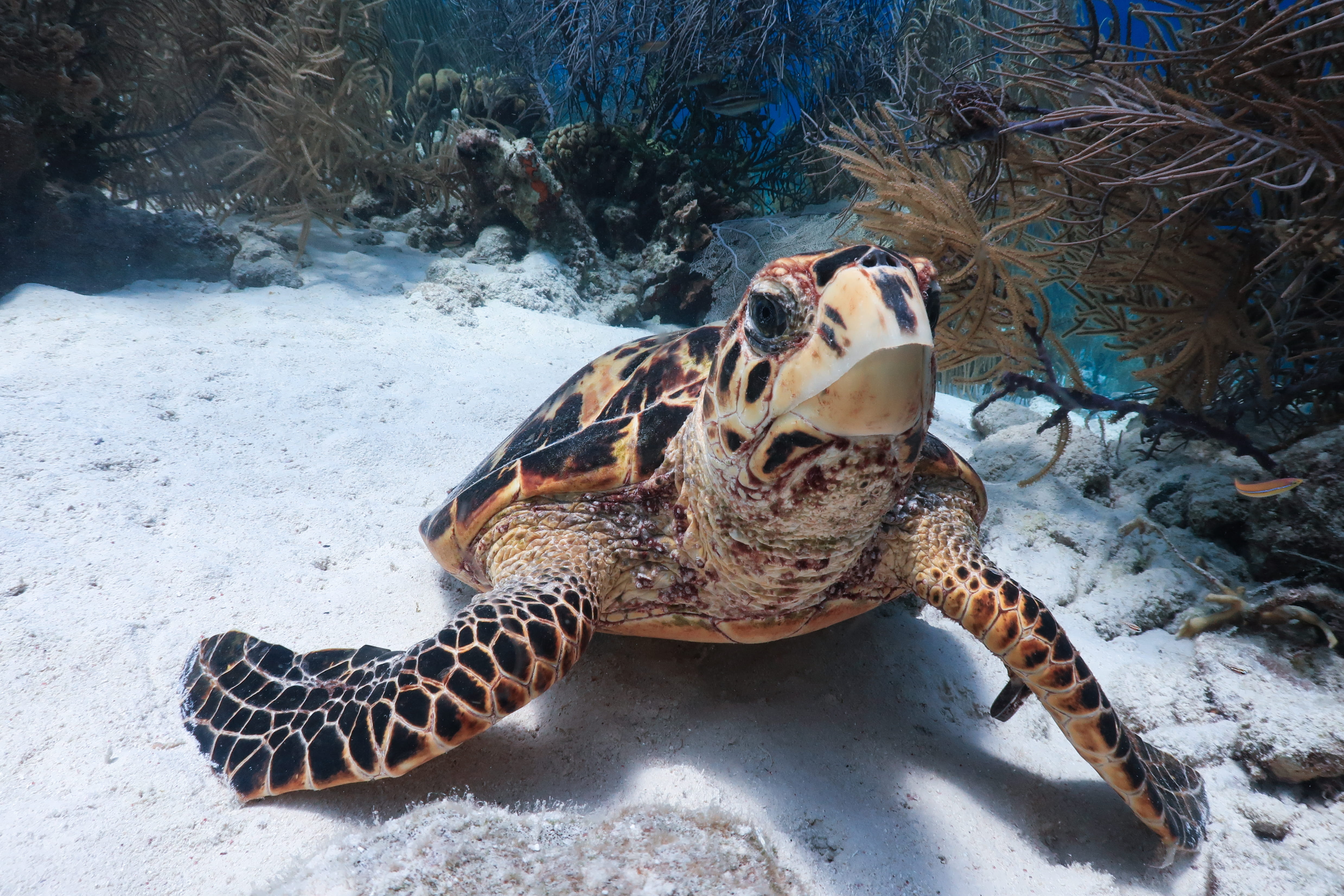 Hawksbill turtle on the sand