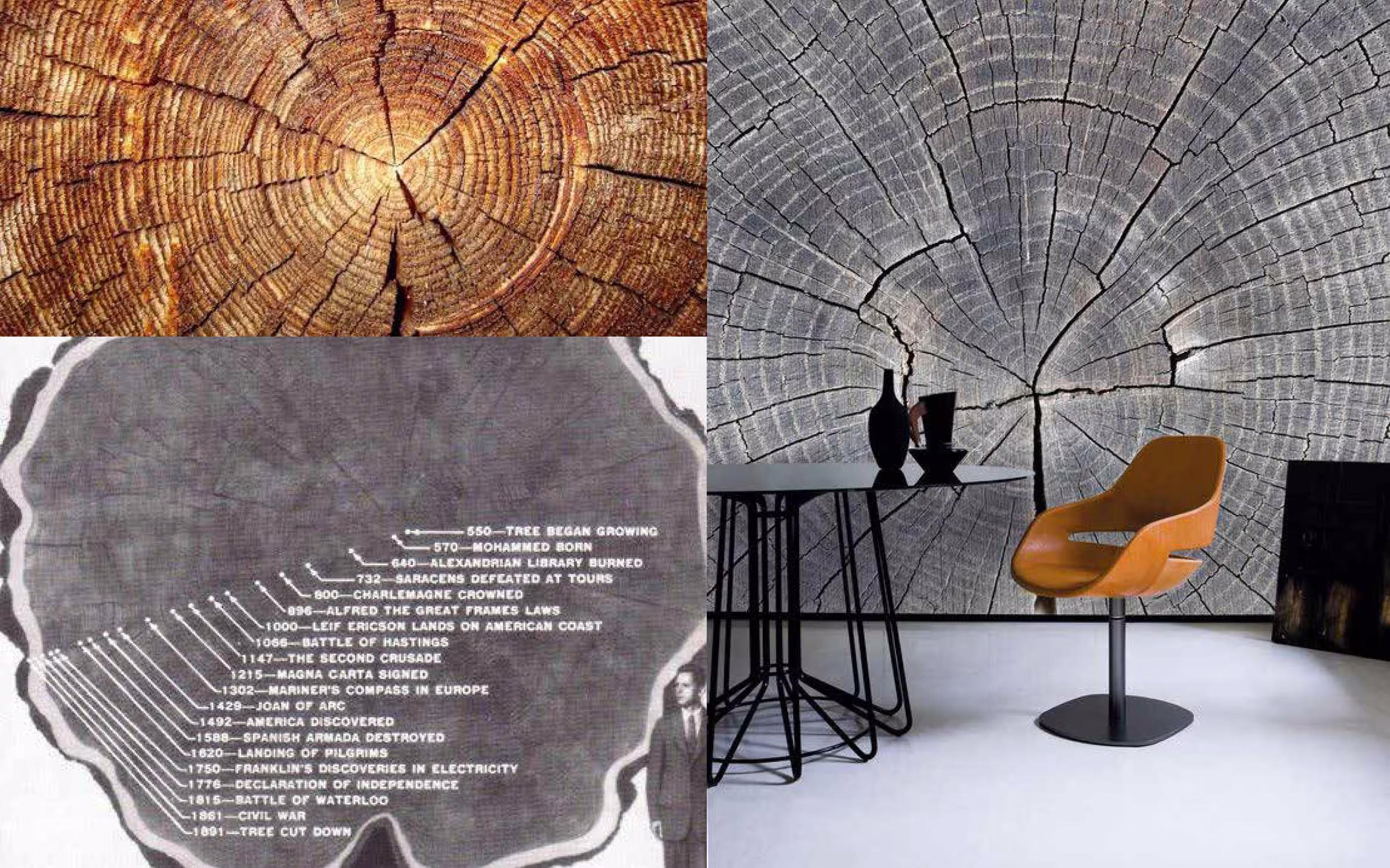 Interior concept board with oak tree rings and a ring timeline
