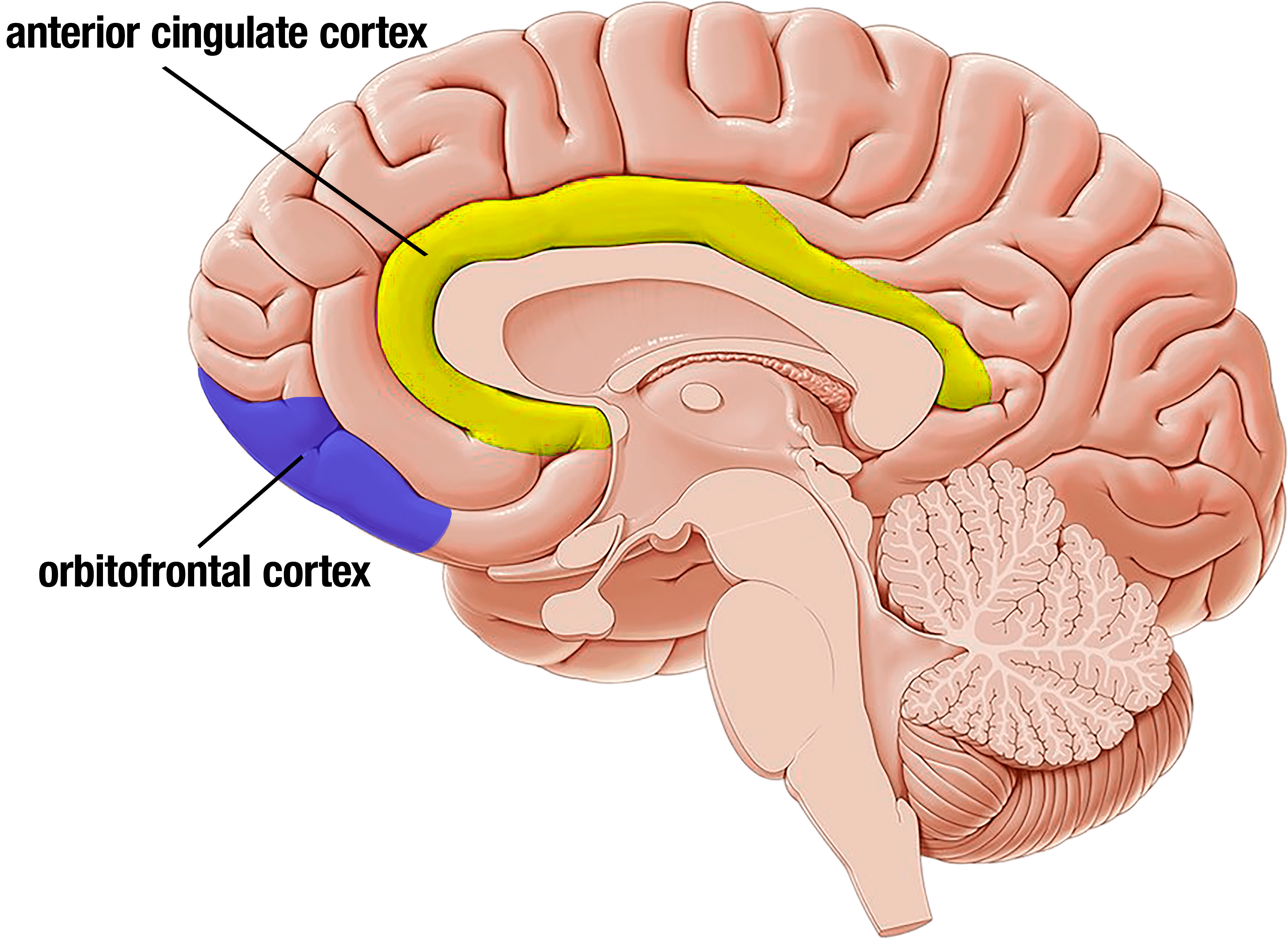 Brain Image