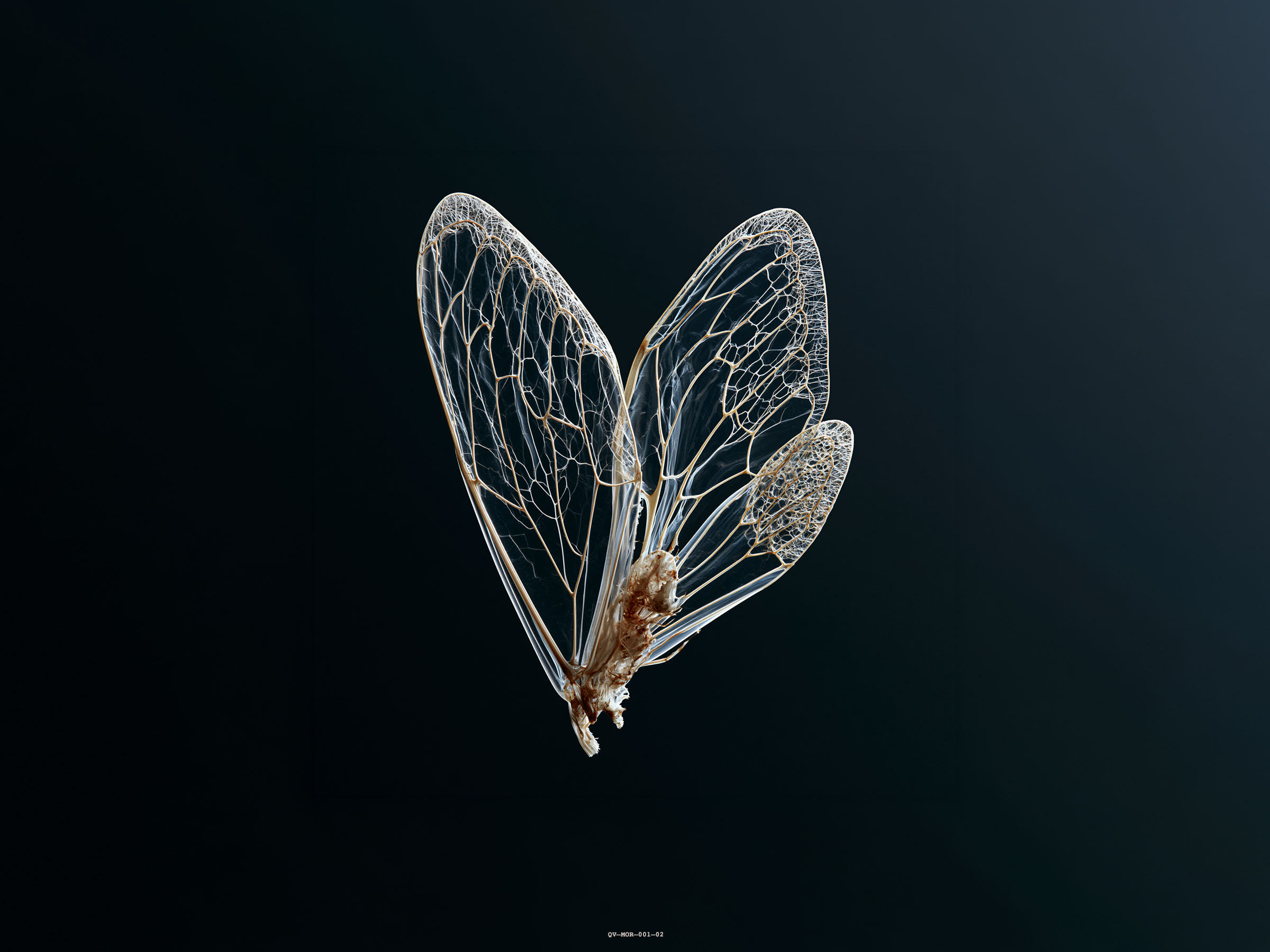 A Wing Is Never Just a Wing.
