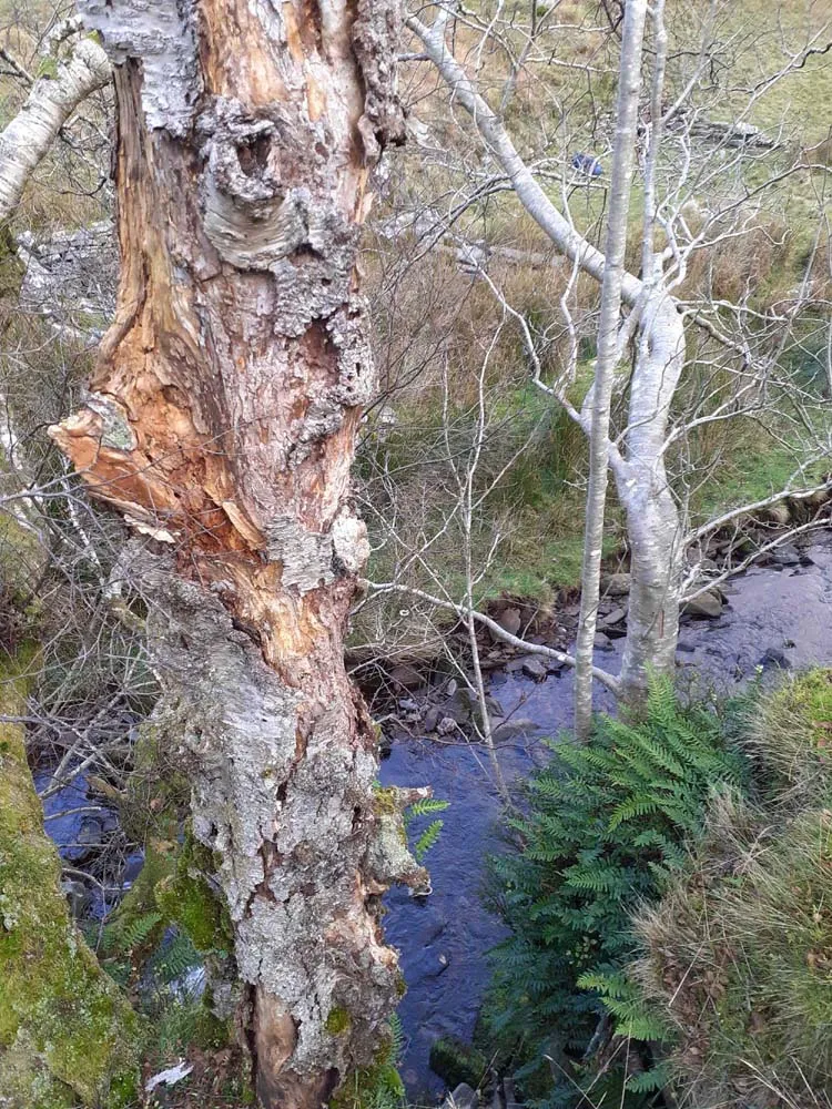 Lord of the Rings map, Ents, Rivendell, Legolas