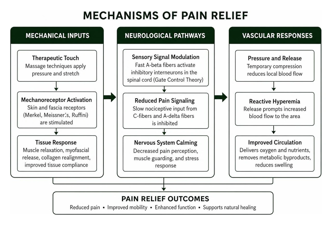 Mechanisms of pain relief showing mechanical inputs, neurological pathways, and vascular responses Mechanisms of pain relief showing mechanical inputs, neurological pathways, and vascular responses