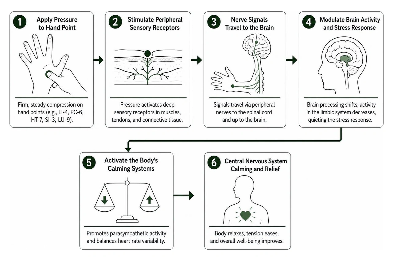 step-by-step pathway from hand pressure to nerve signaling and central nervous system calming