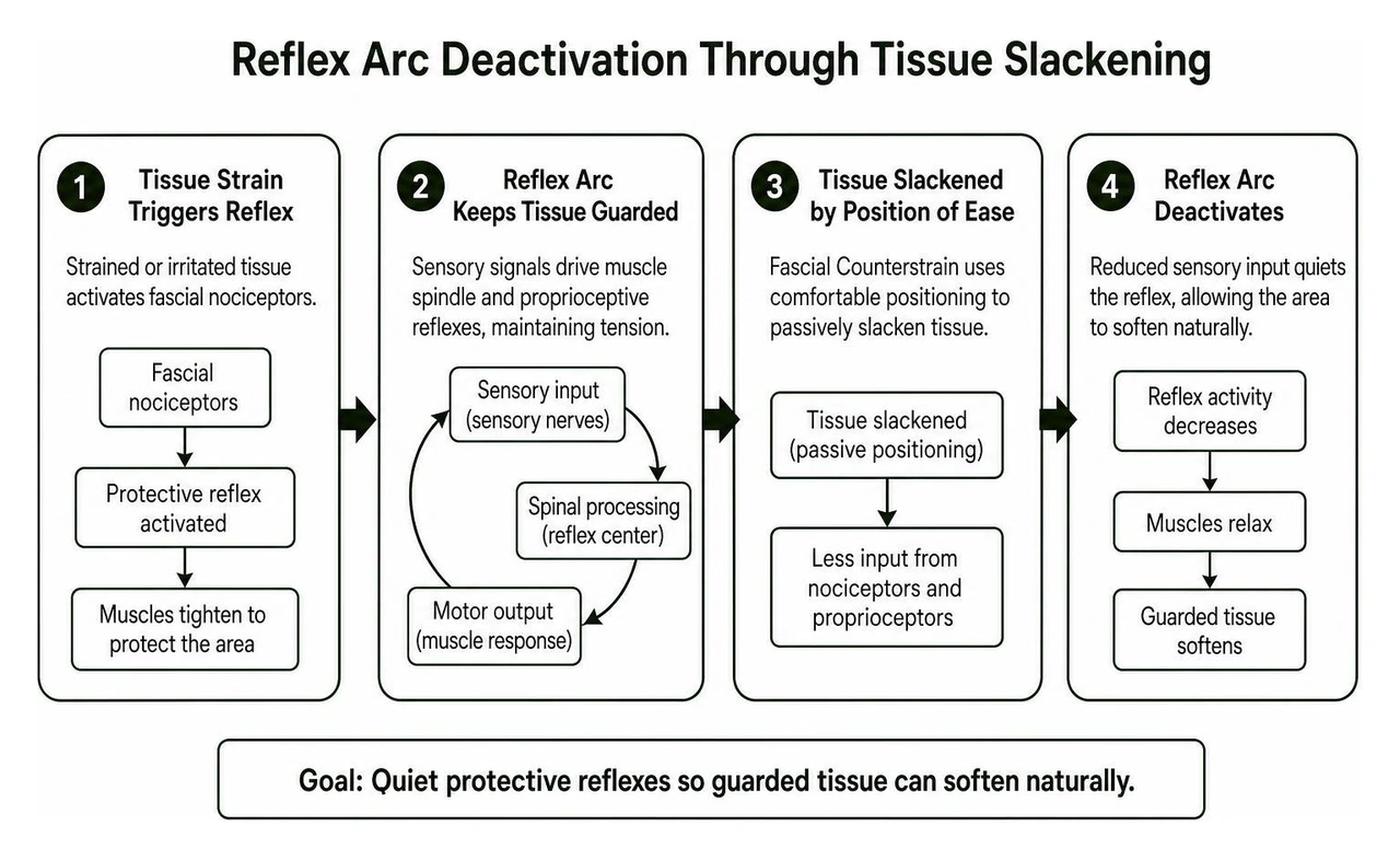 reflex arc deactivation through tissue slackening reflex arc deactivation through tissue slackening