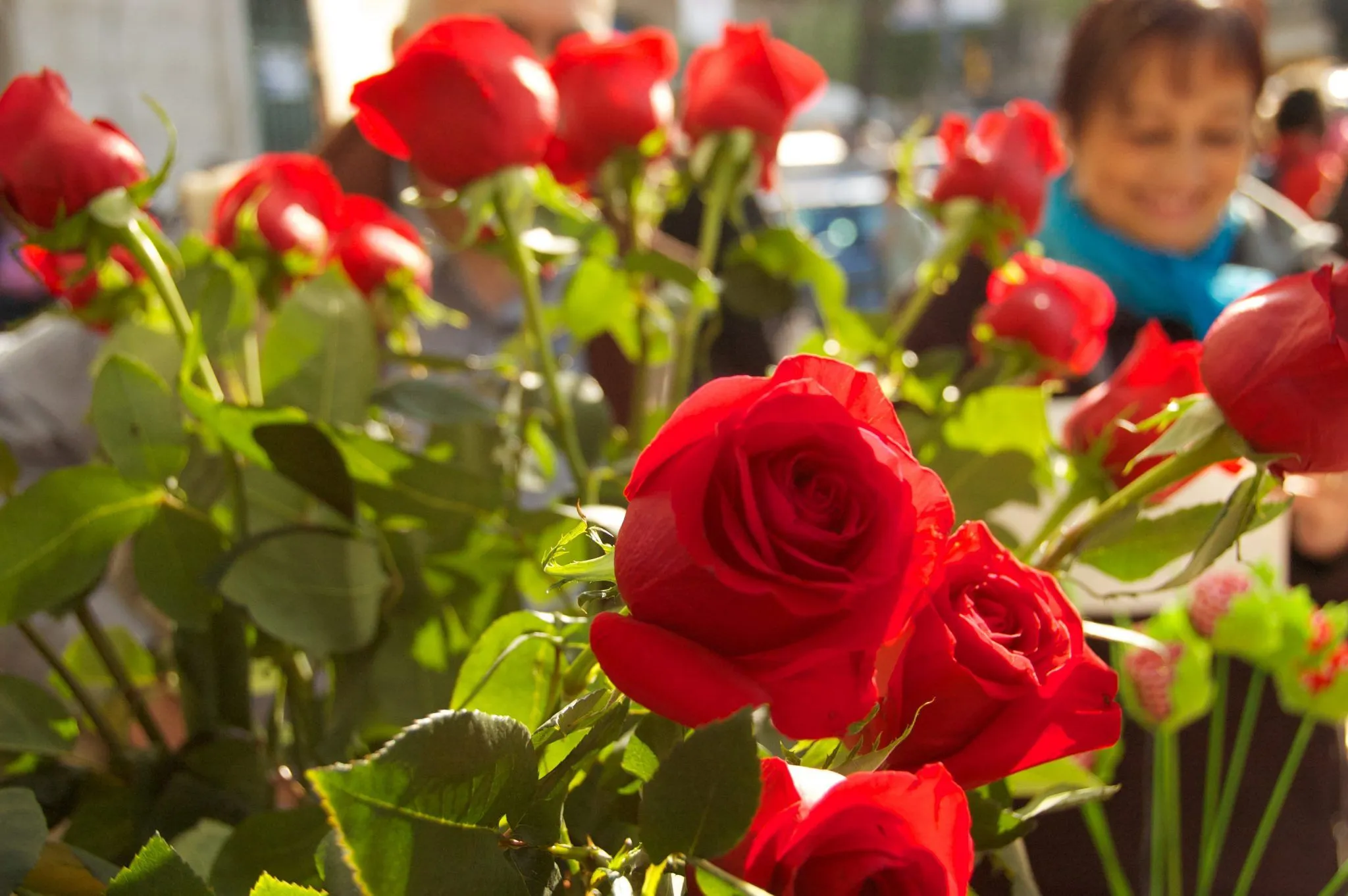 Sant Jordi, day of the book, the rose and the delivery