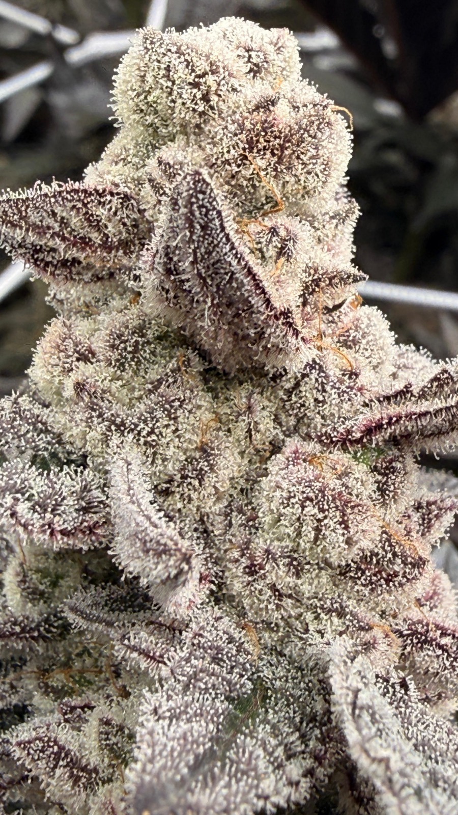 Permanent Chimera #35 Blüte