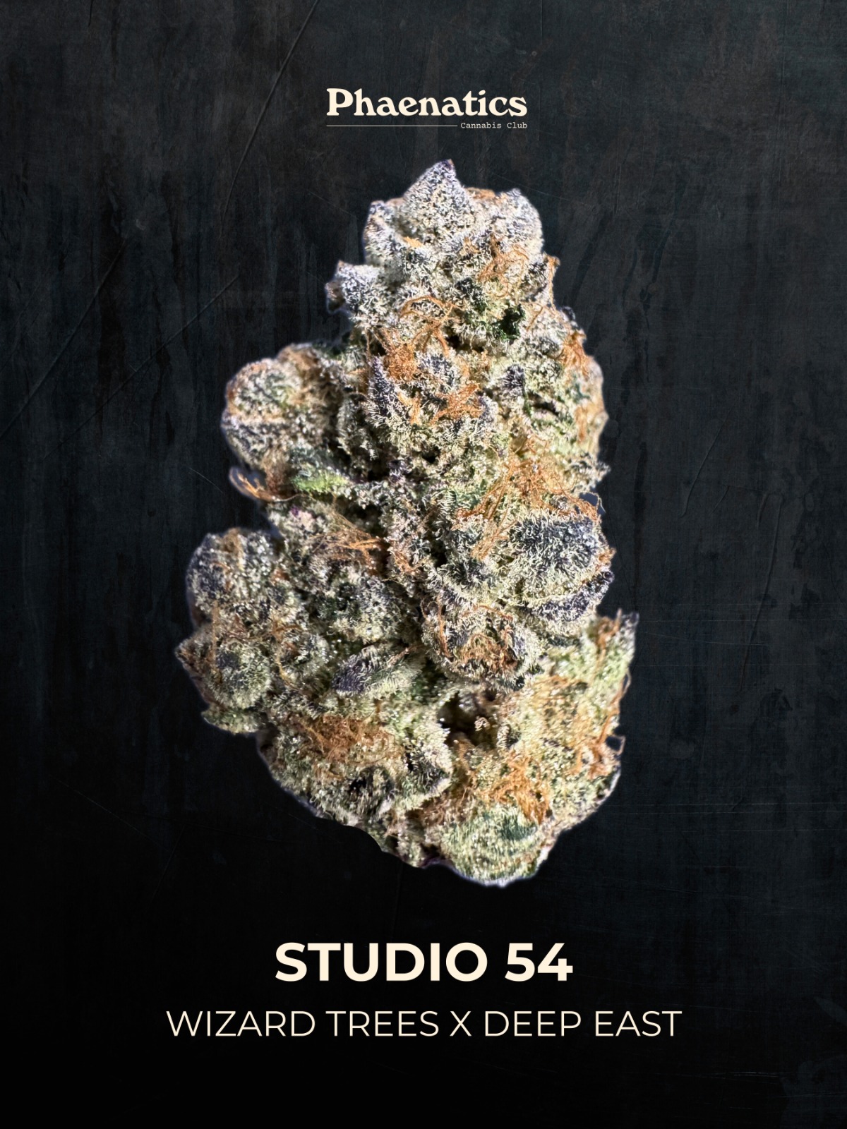 Fizzy Bubblegum Blüte