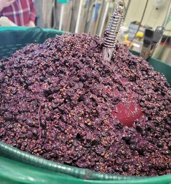 Great Wine Has A Story Cellar Beast