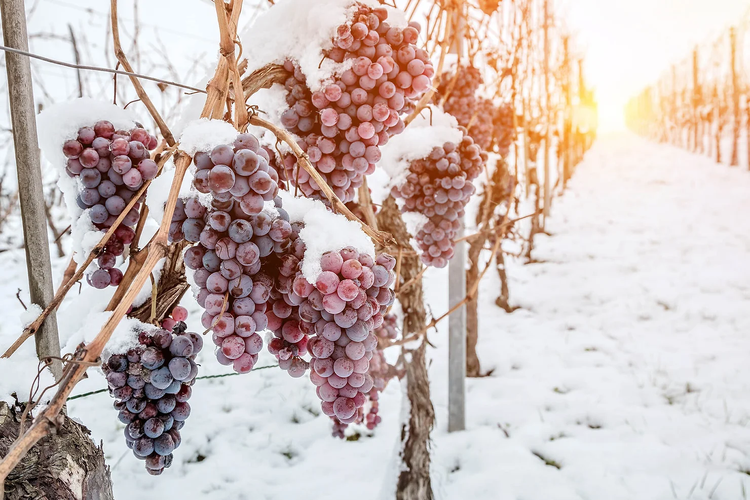 Why You Should Visit A Winery in Winter