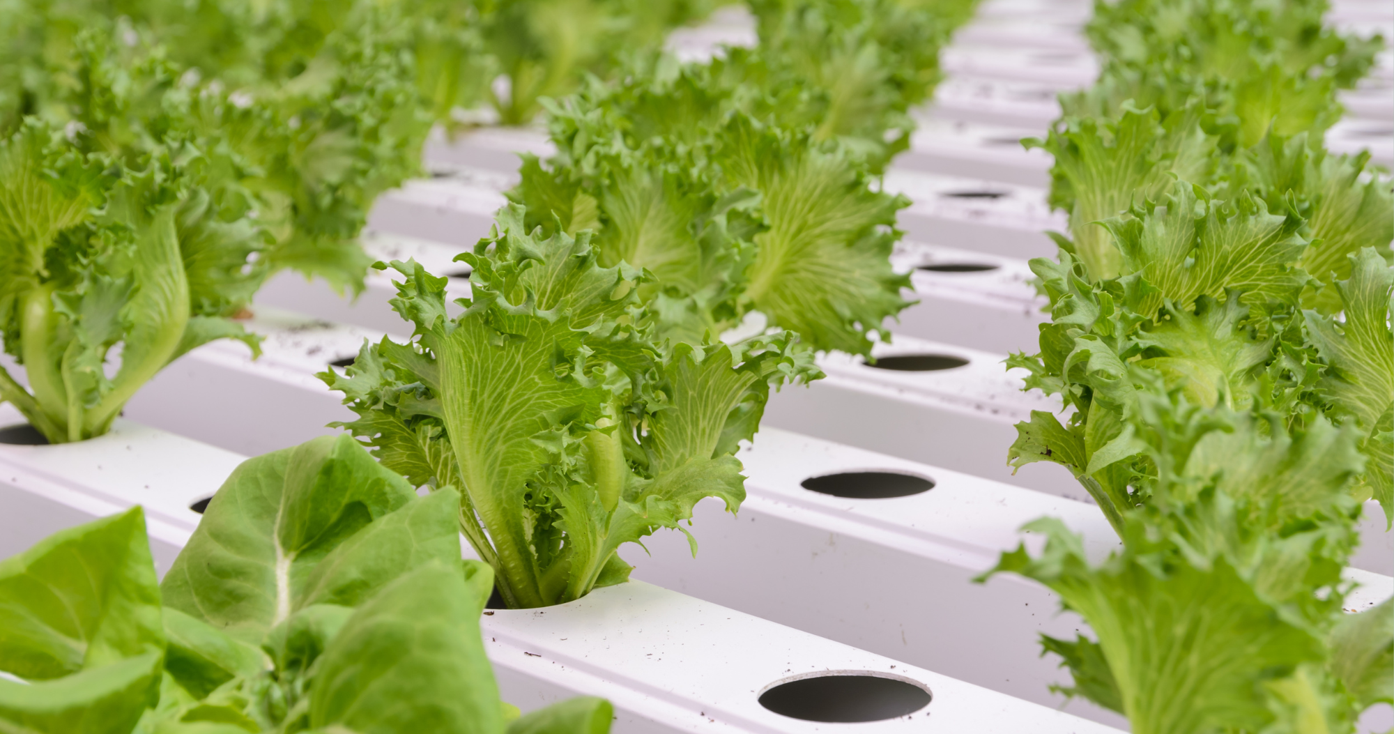 __wf_reserved_kế thừa