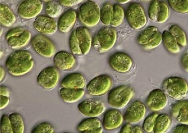 Nannochloropsis - an overview | ScienceDirect Topics