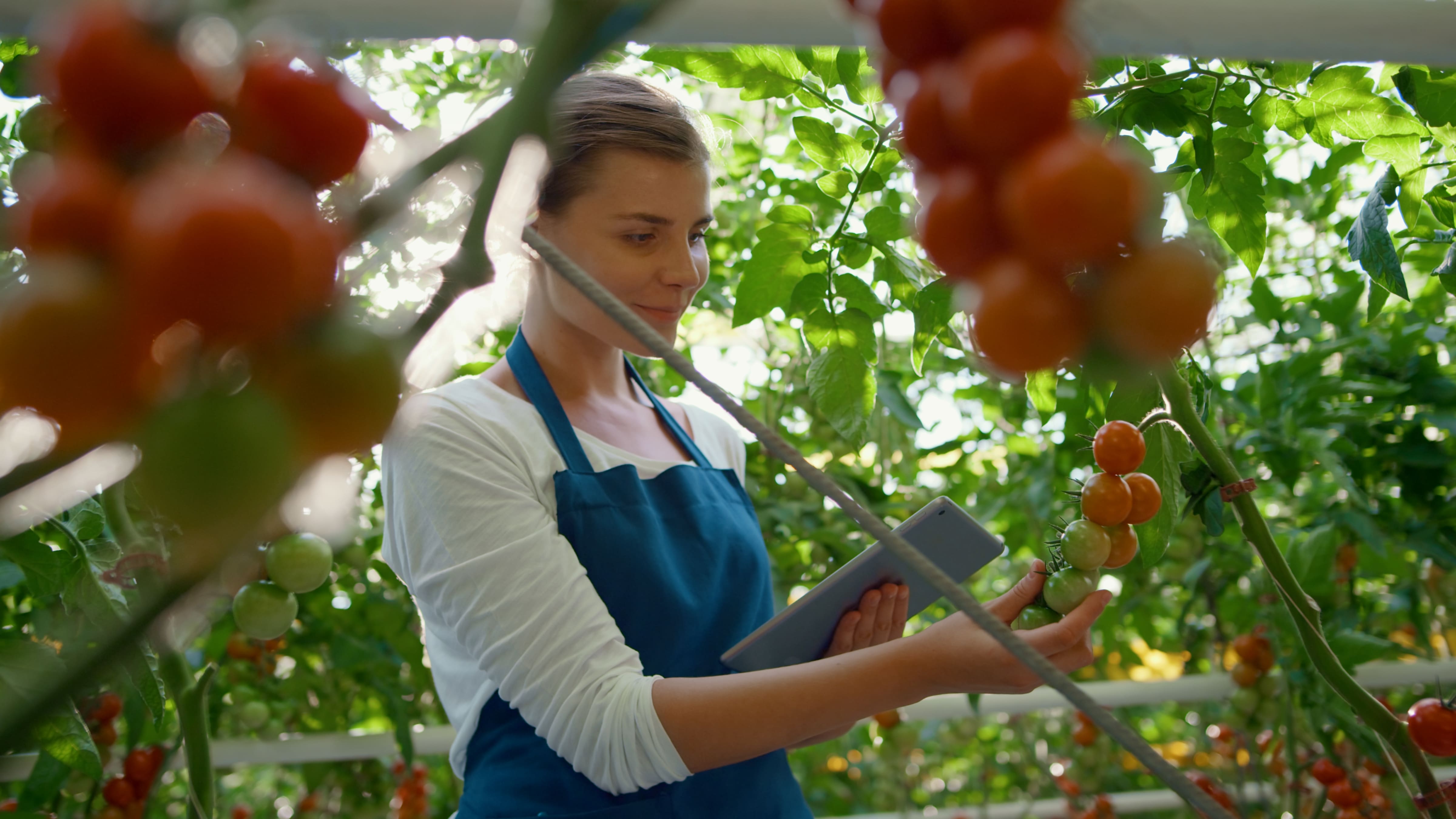 Femme travaillant dans le secteur agroalimentaire faisant la production de tomates.