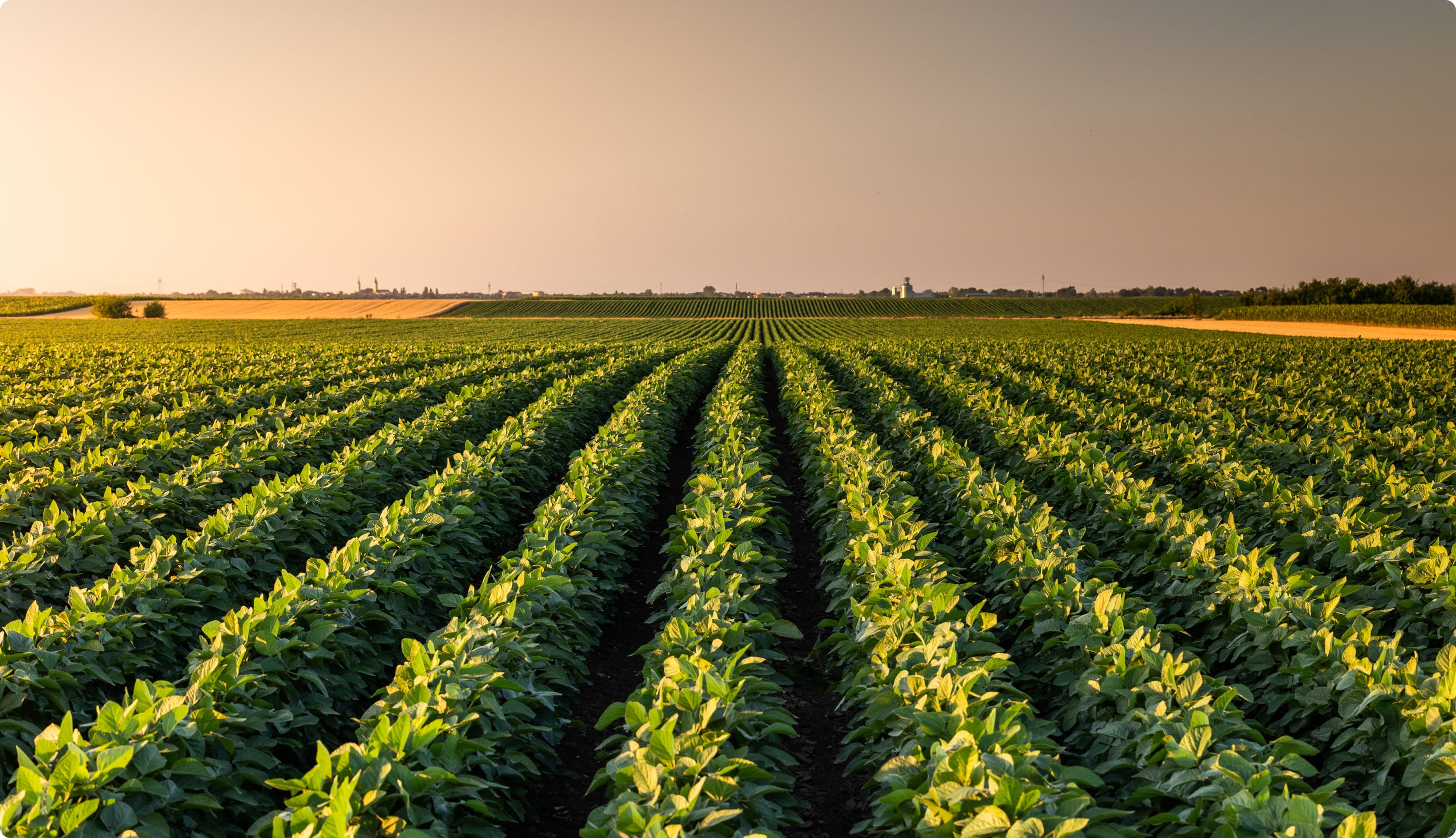 Large view of a farm field