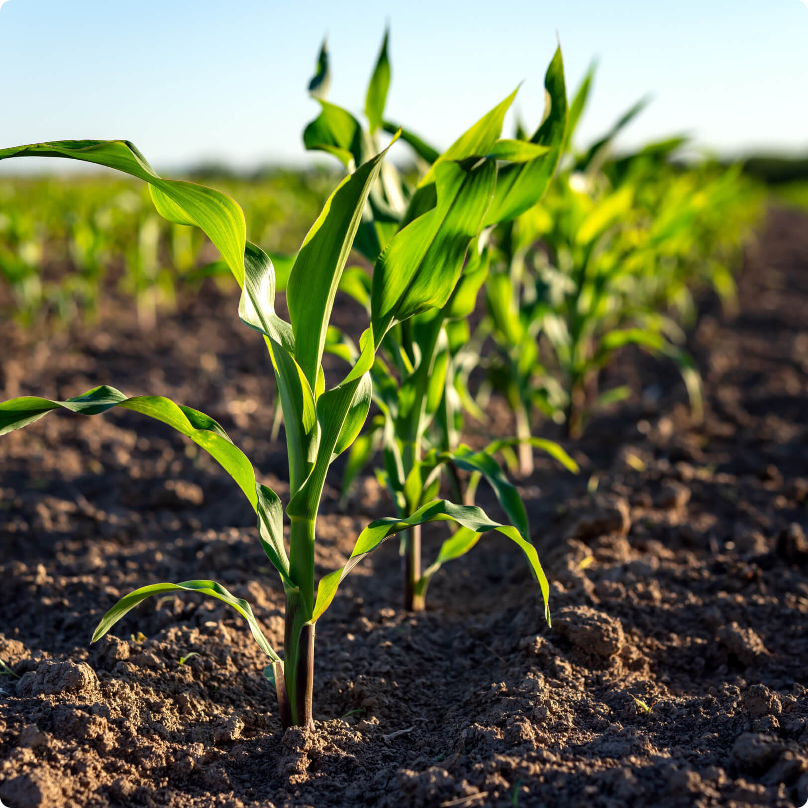 View of green vegetables growing in a farm field