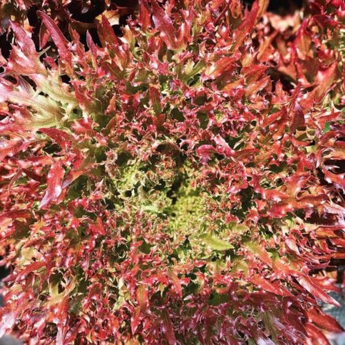 Deep Roots Farm | Upper Marlboro, MD