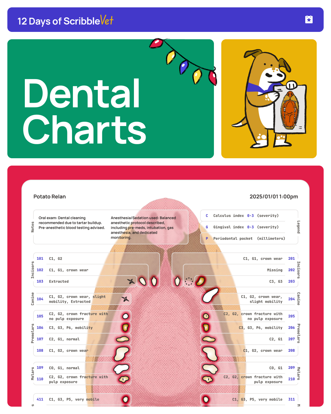 Visual dental chart