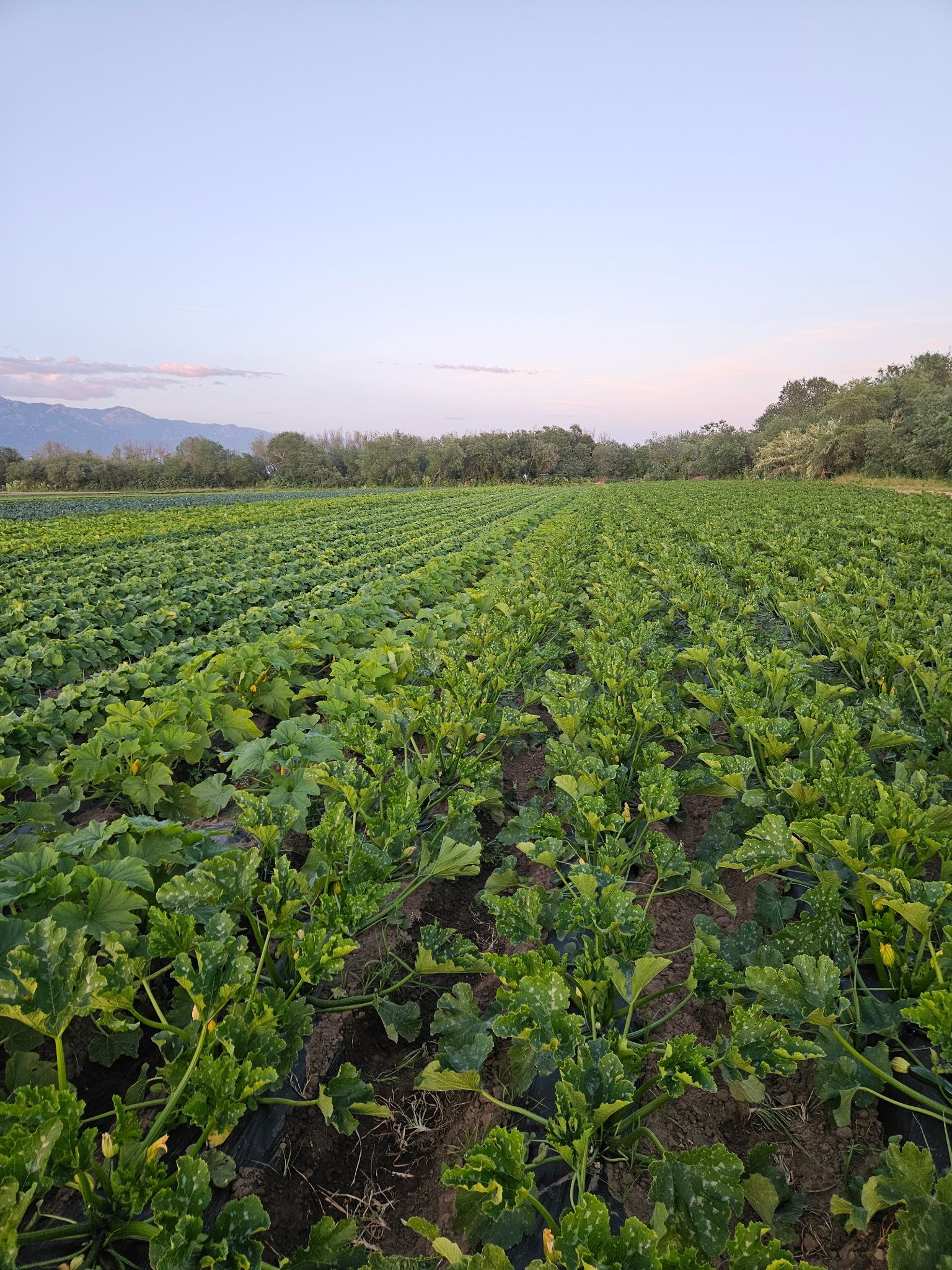 __wf_reserved_inherit