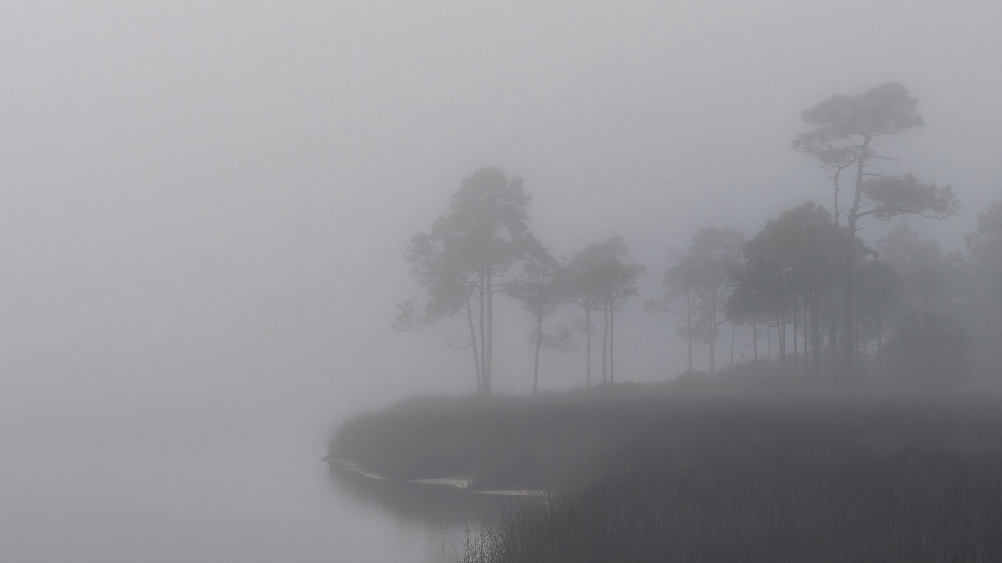 Still water and mist-covered trees on a quiet morning