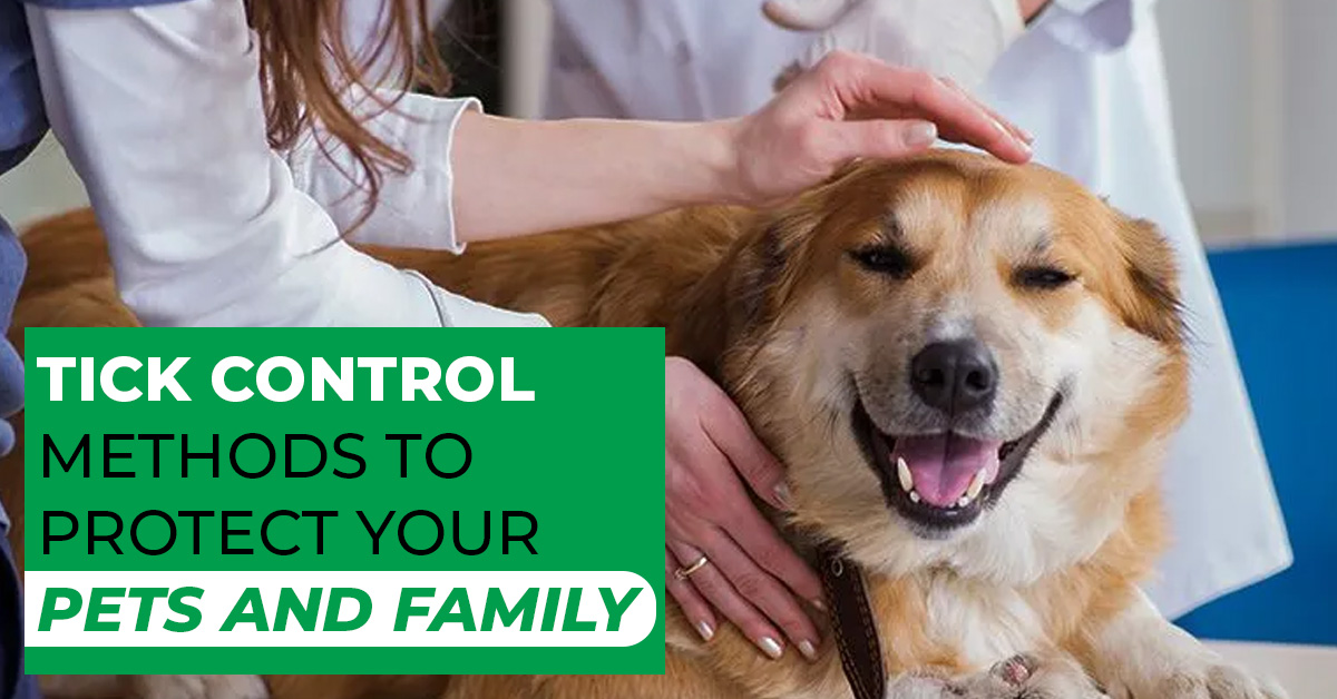 Tick Control Methods to Protect Your Pets and Family