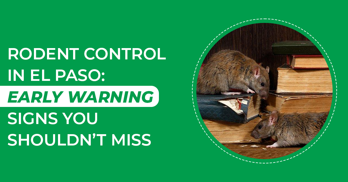 Rodent Control in El Paso: Early Warning Signs You Shouldn’t Miss