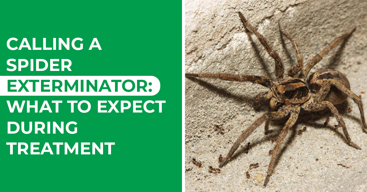 Calling a Spider Exterminator: What to Expect During Treatment
