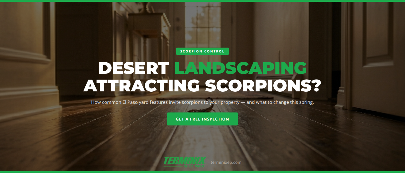 Scorpion on desert landscaping rock near El Paso home foundation