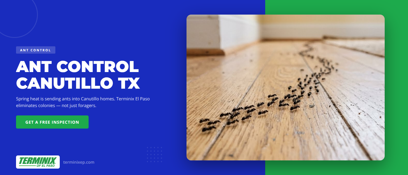 Ant control in Canutillo TX - Terminix El Paso pest technician treating ant infestation around home foundation