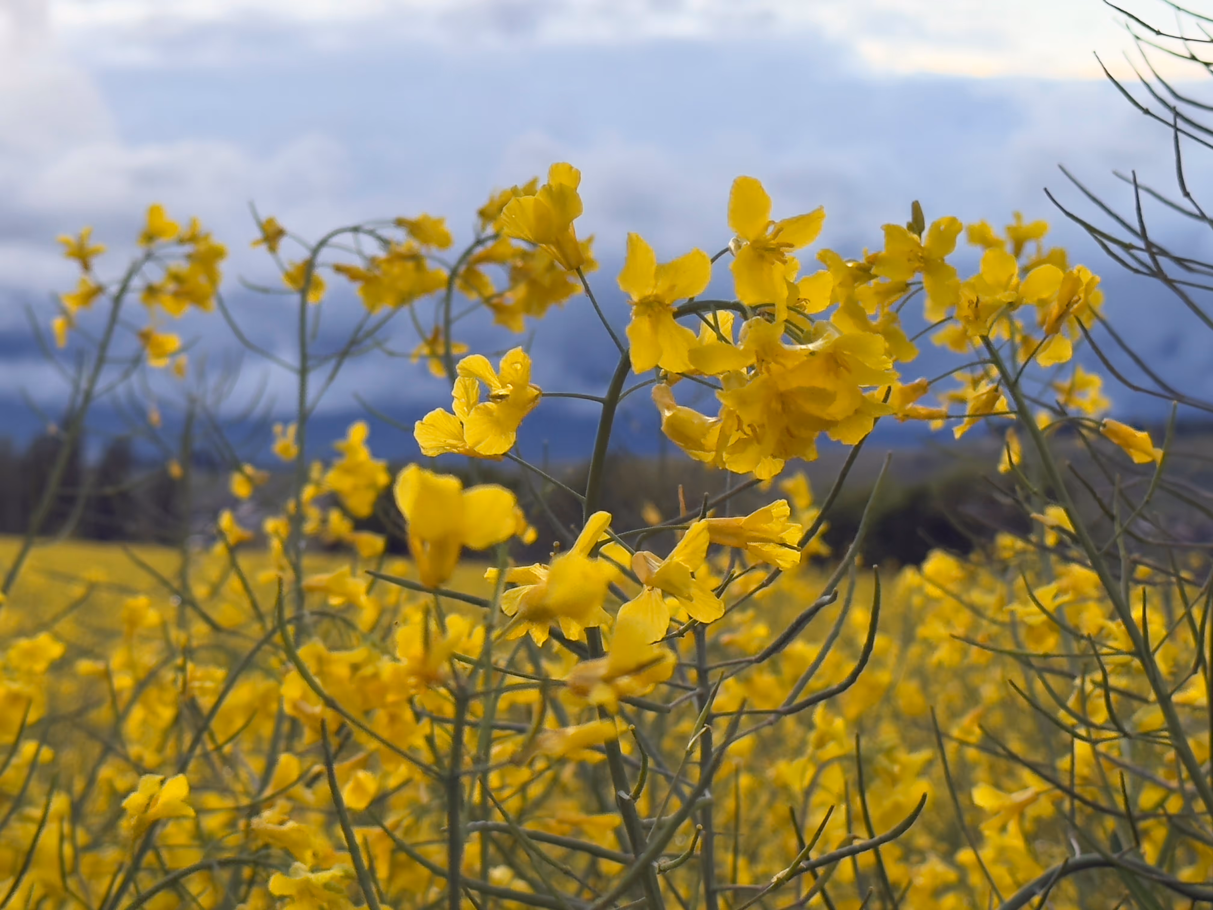 a field of yellow flowers