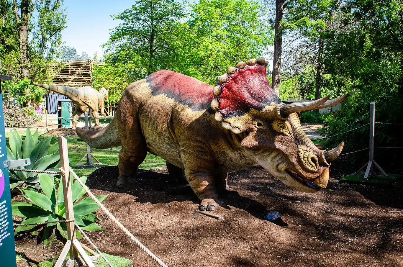 Animatronic Triceratops dinosaur.