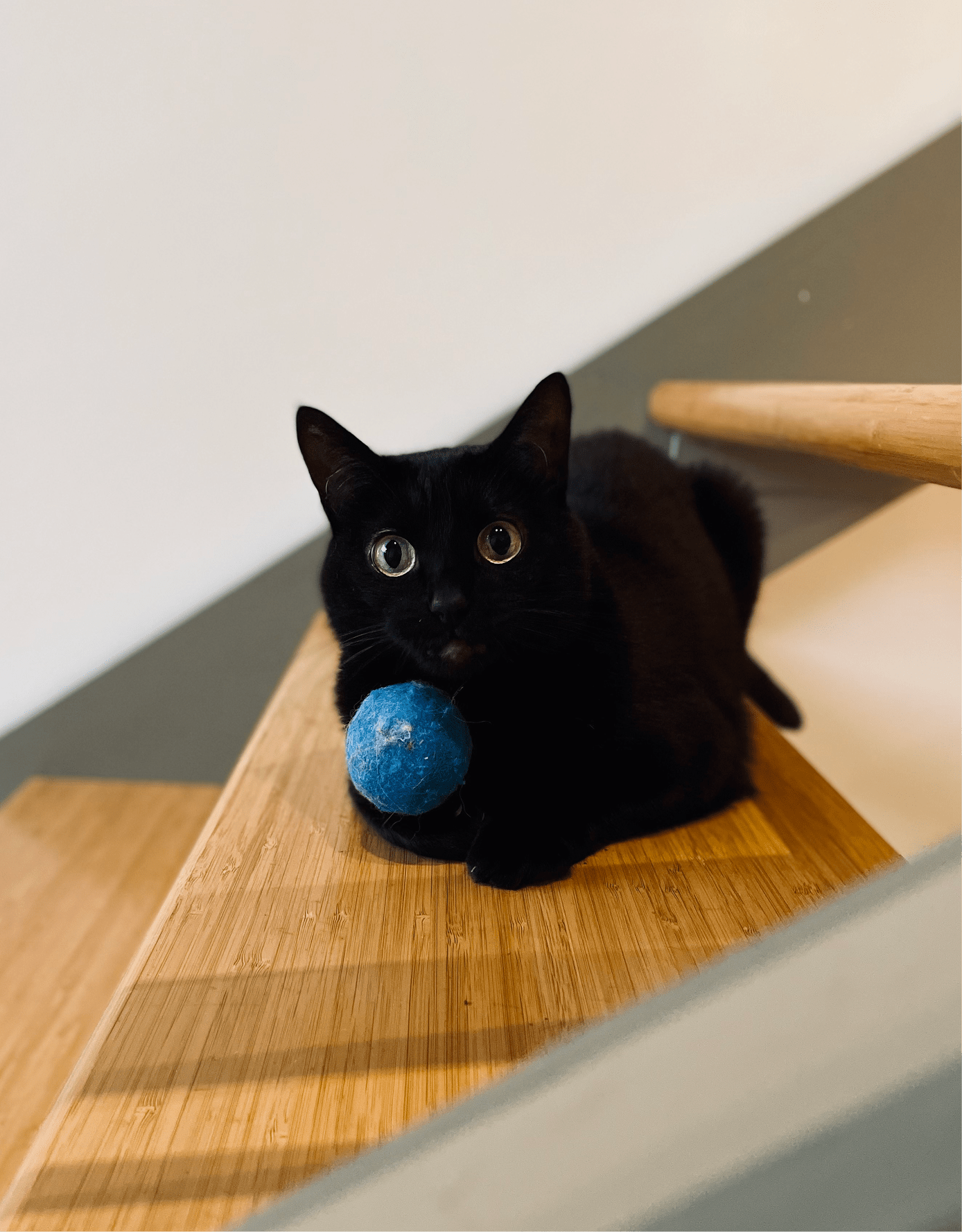 Photo of Zero the cat