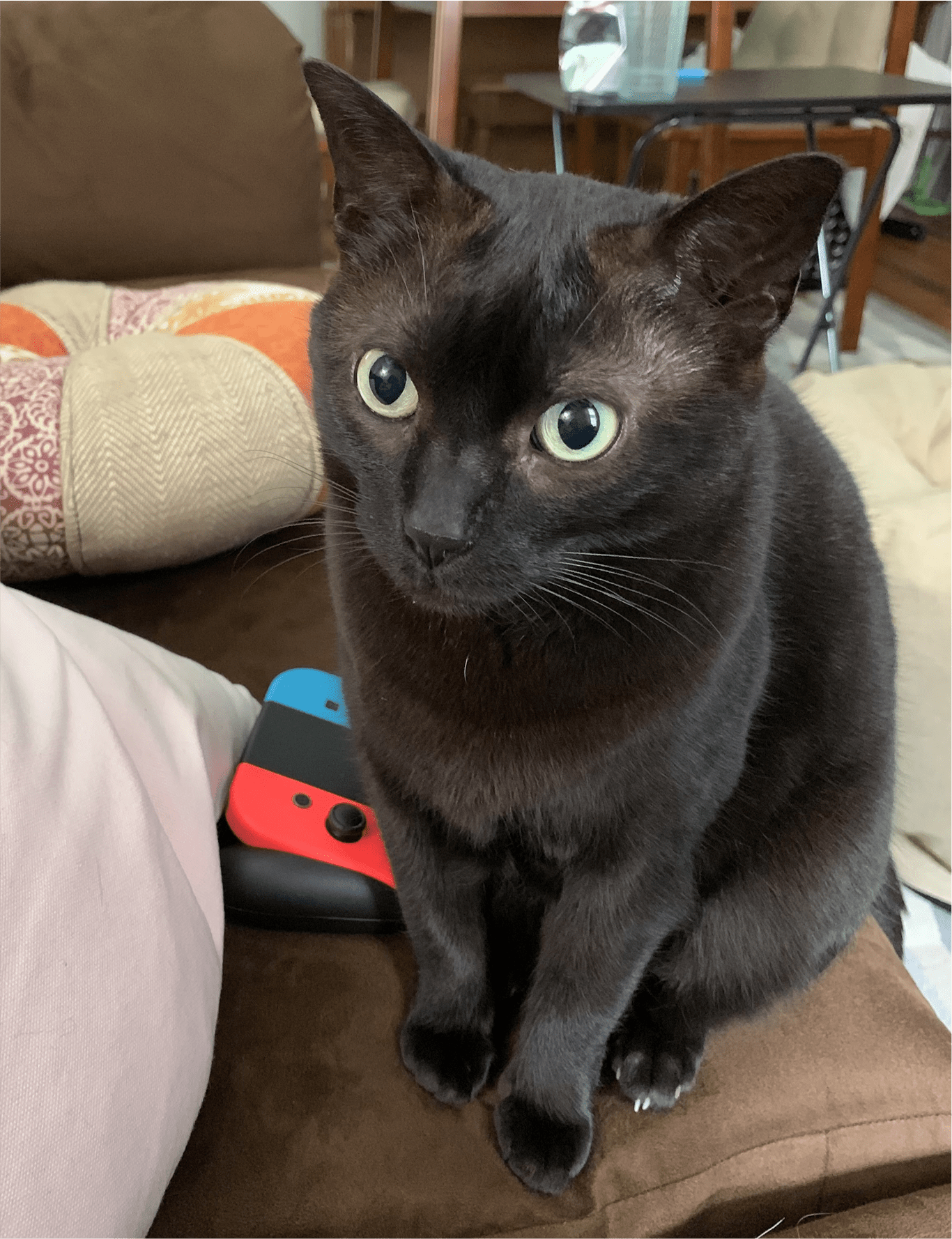 Photo of Zero the cat
