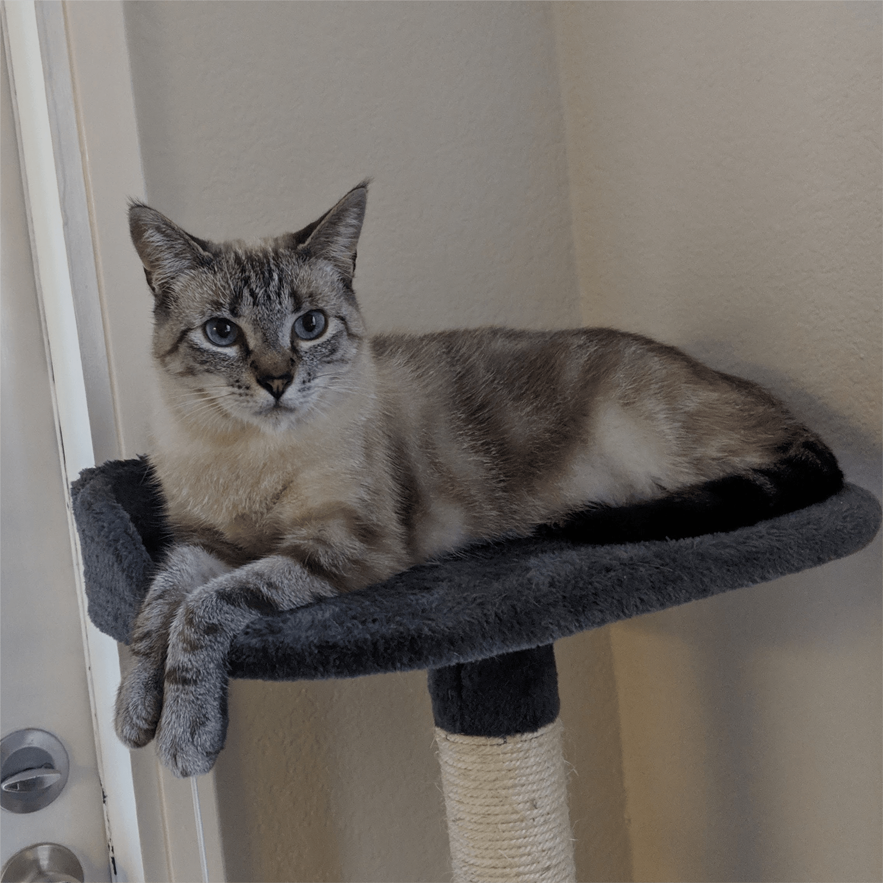 Photo of Zero the cat