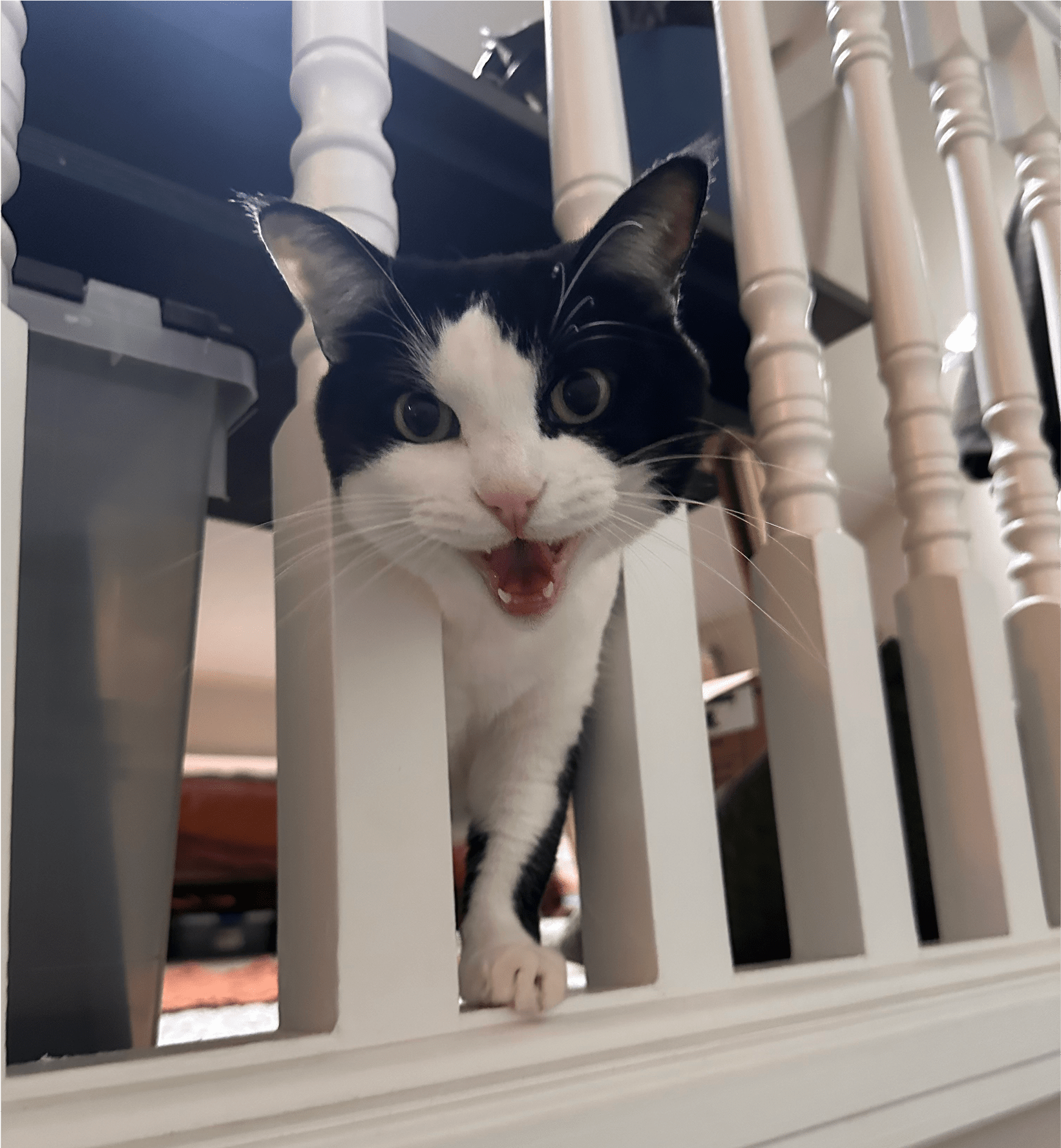 Photo of Zero the cat