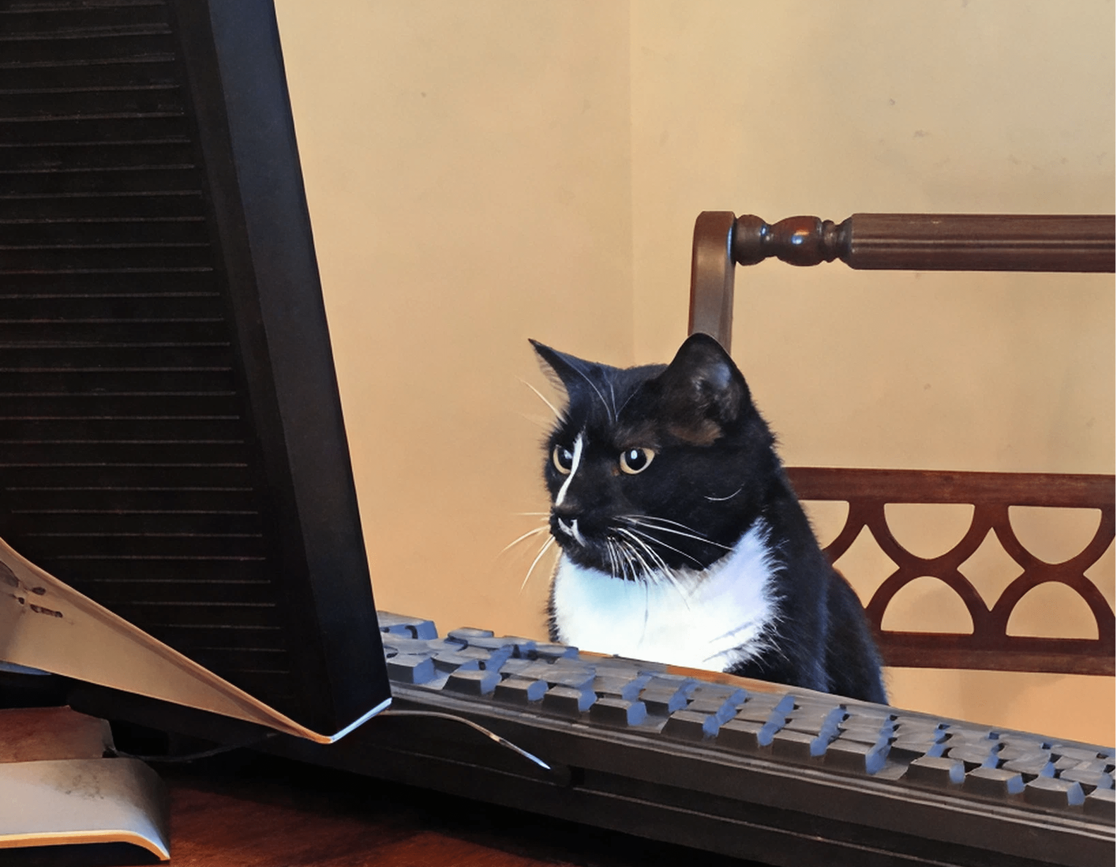 Photo of Zero the cat