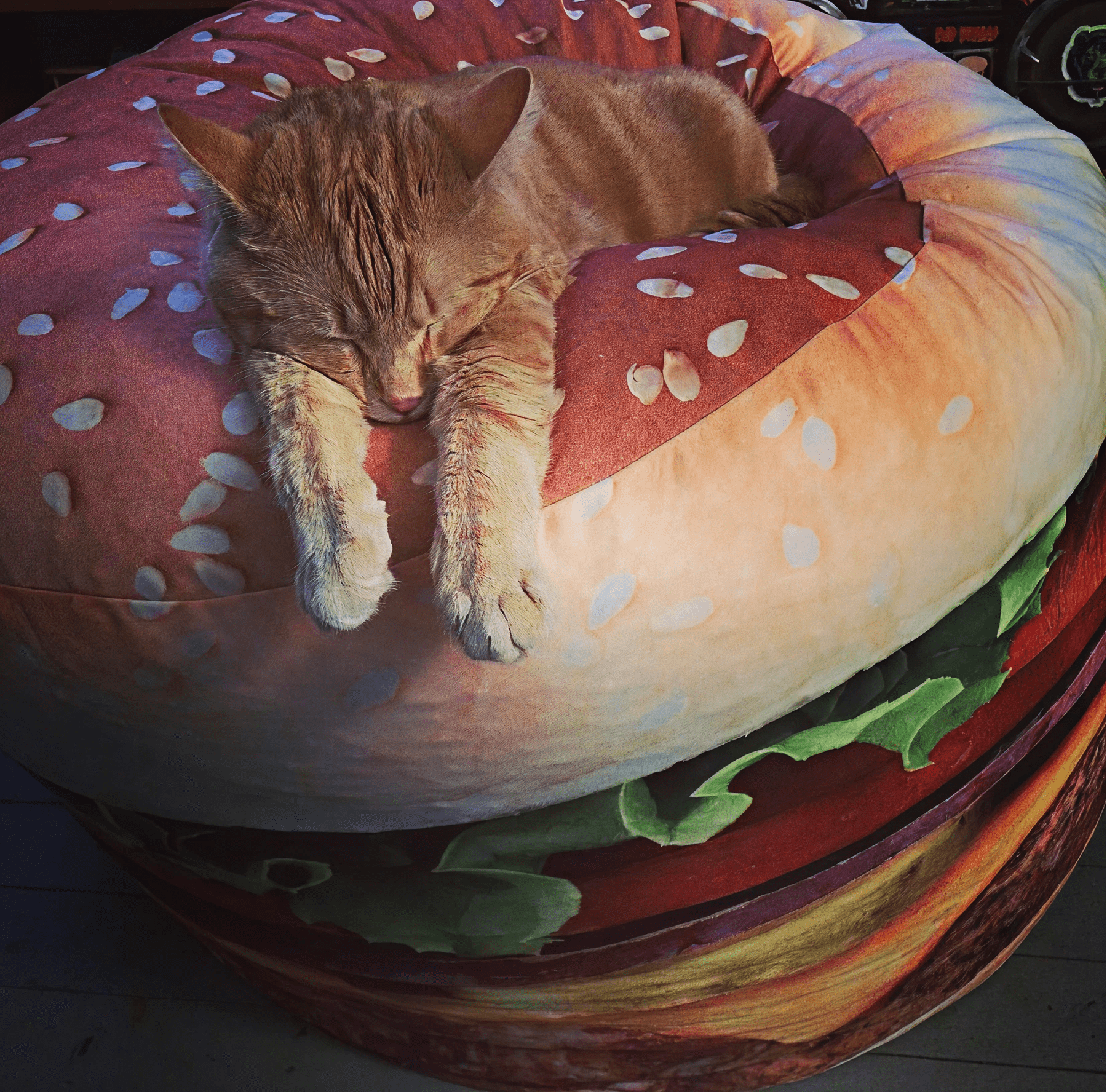 Photo of Zero the cat