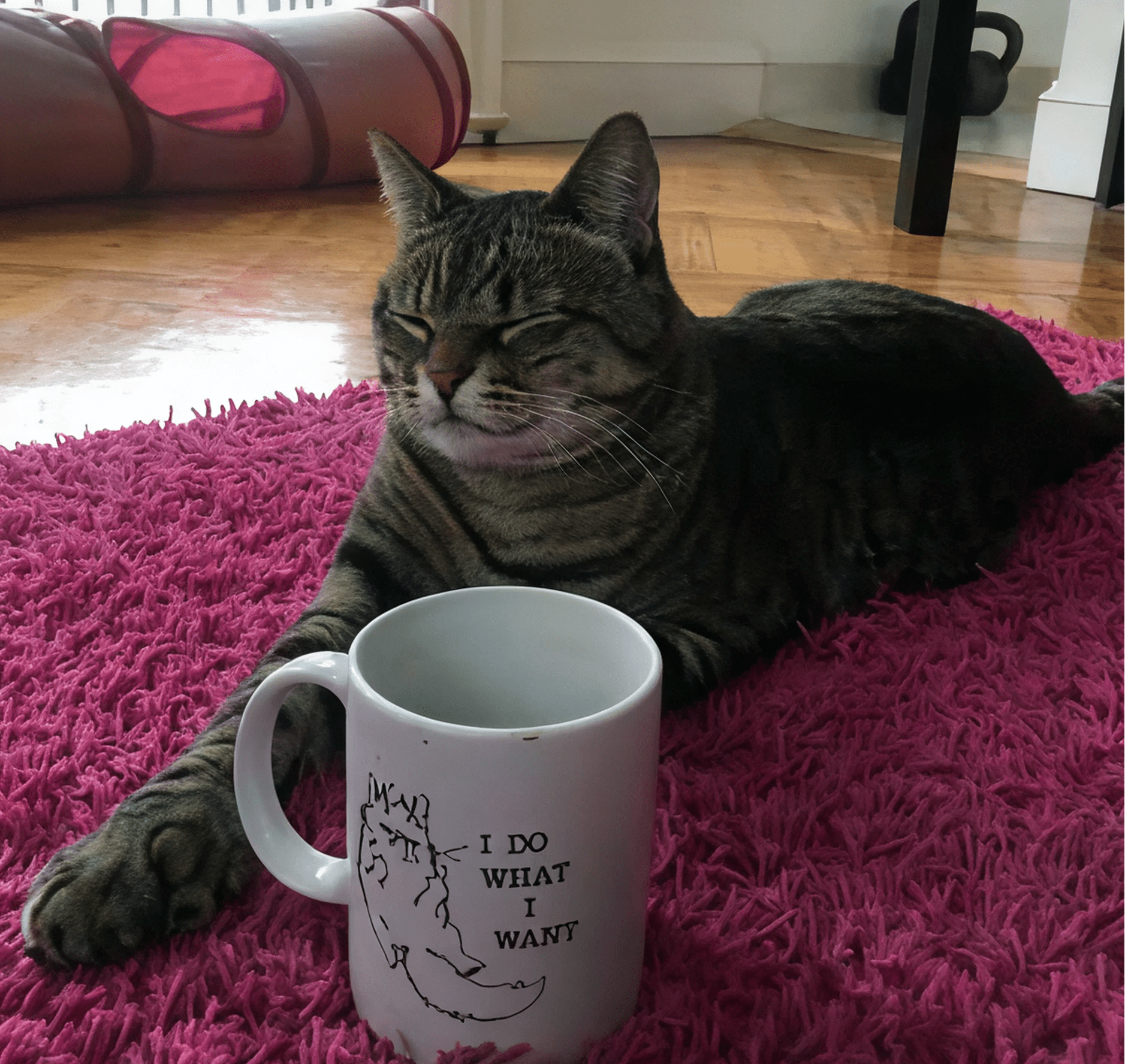 Photo of Zero the cat