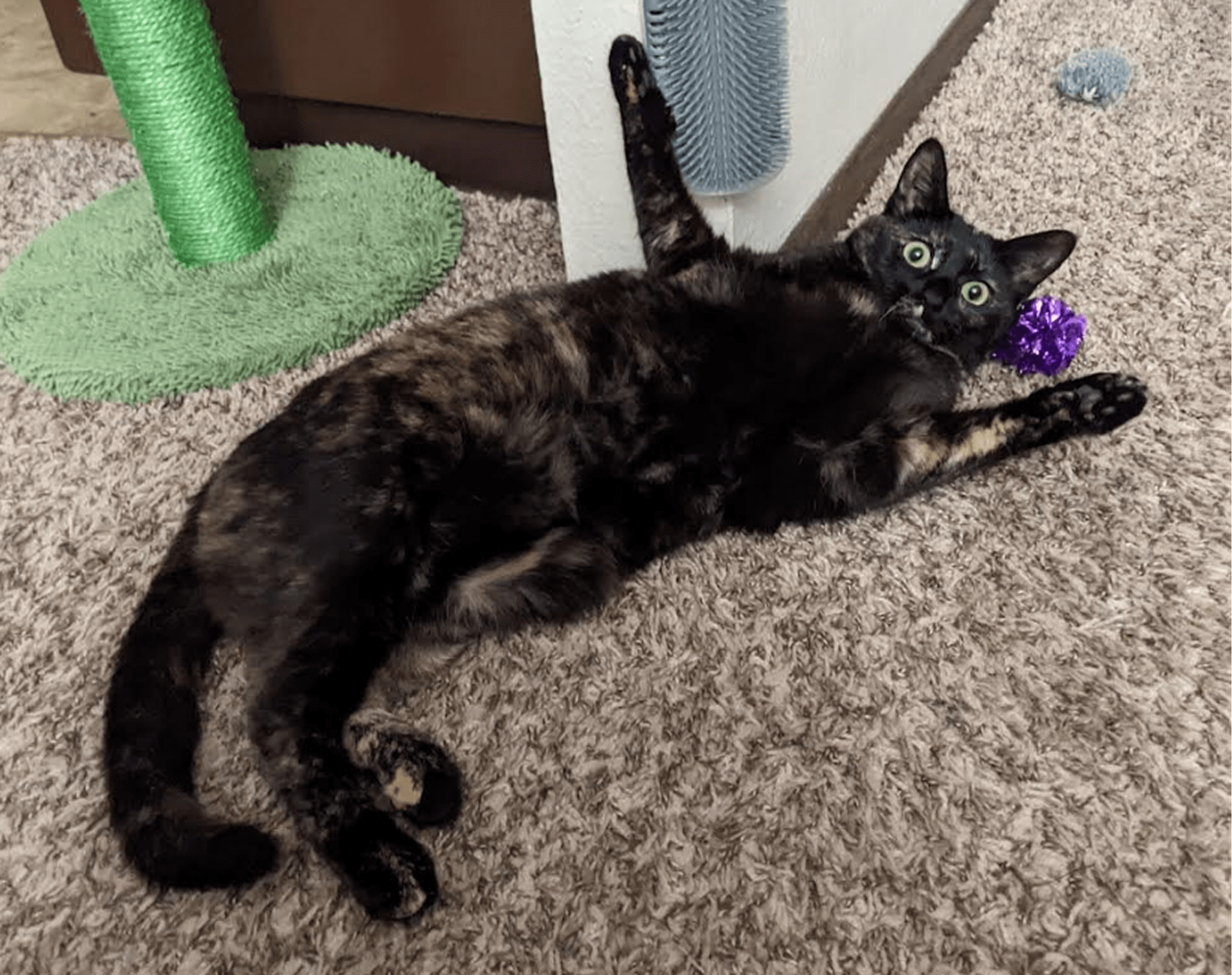 Photo of Zero the cat